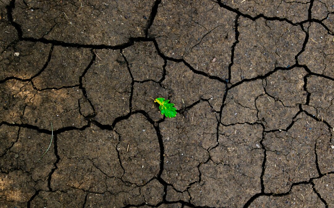 Réparer les liens à soi, aux autres, et à la nature